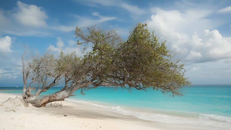 Praia de Eagle Beach em Aruba com árvore divi-divi